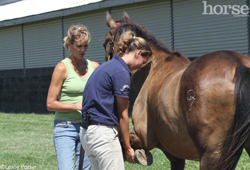 Equine veterinarian performing a flexion test at the Kentucky Equine Humane Center