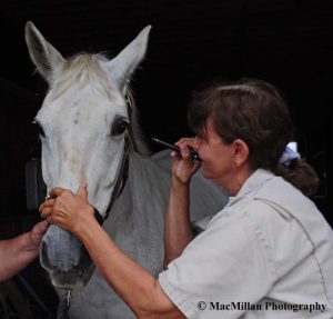 8 Things Horse Owners Should Do Before a Vet Visit