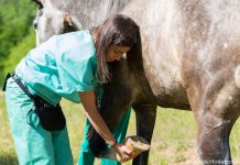 Vet performing a flexion test