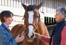 What’s your horse’s colic risk? equine vet with horse owner
