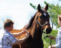 equine vet vaccinate