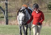 Bonding with Your Horse walking horse