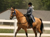 FOSH Finalizes Second Sound Horse Conference Program walking horse flatshod