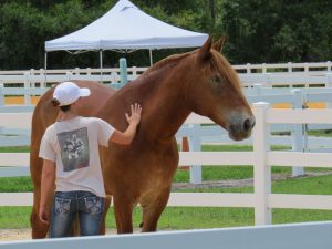 How Horses Help Warriors in Transition