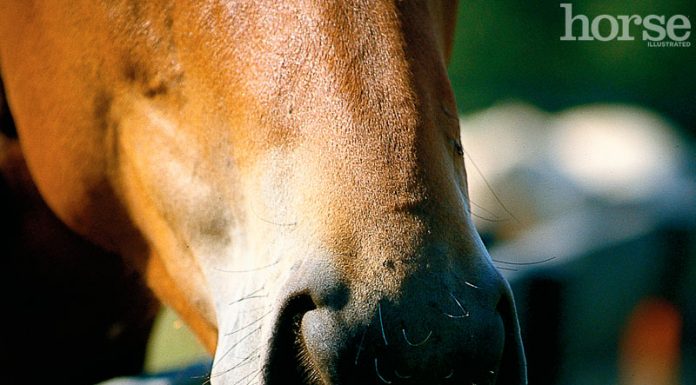 warts on horse nose