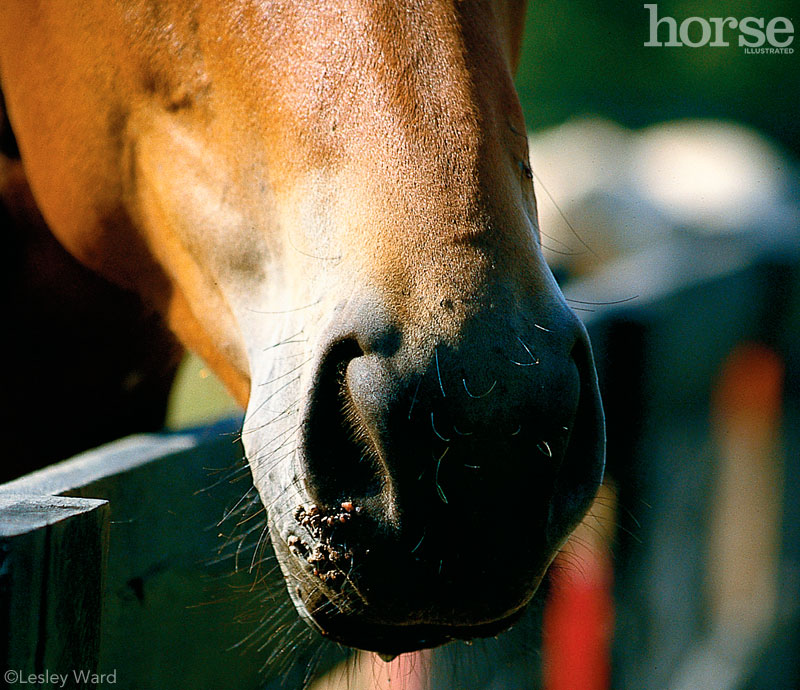 Ask the Expert: Horses and Warts