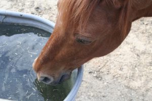 Electrolytes for Horses