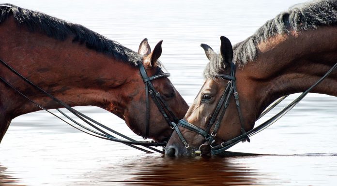 water horses in bridle