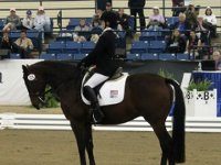 black horse with rider