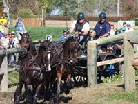 four horse driving team