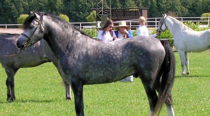 welsh pony show
