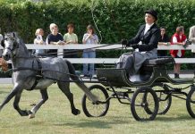 Welsh Pony Section A driving