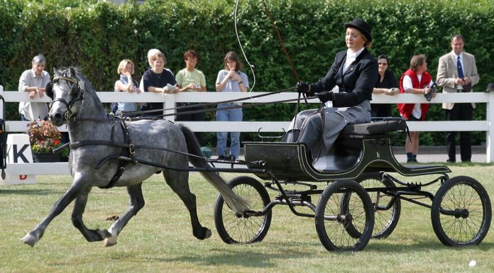 Welsh Pony Section A driving