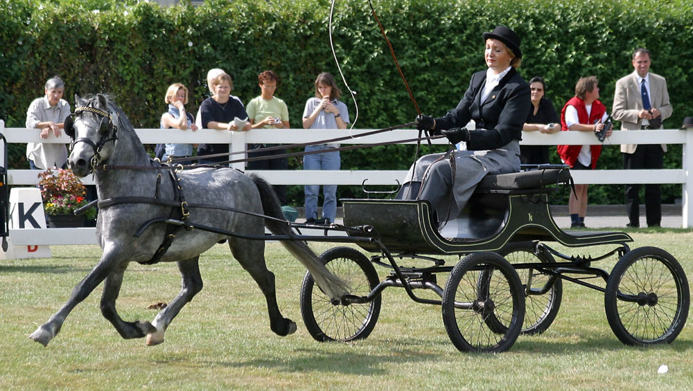 Welsh Pony Section A driving