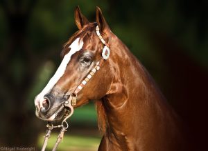 How to Choose a Bit for Your Horse