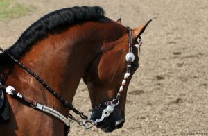 Are Bits and Hackamores Cruel to Horses?