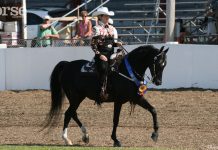 western pleasure morgan