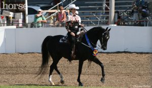 5 Things That Make a Horse Show Judge Happy