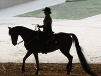 western pleasure morgan