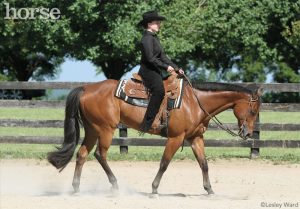 Western Pleasure Perception