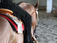 western riding leg