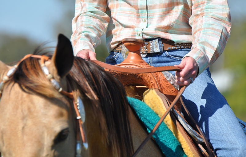 Western horse closeup