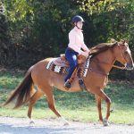 Western horse loping