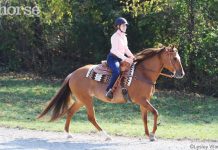 Western horse loping