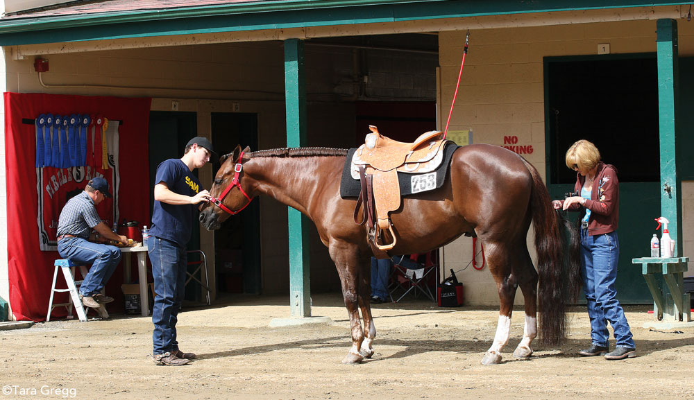 Pre-show grooming