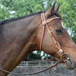 Horse in western snaffle bridle