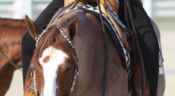 roan western show horse