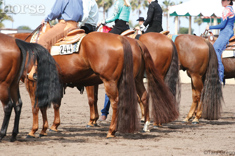 Western Quarter Horses at a horse show