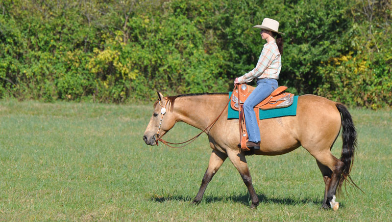 Western horse and rider at a walk