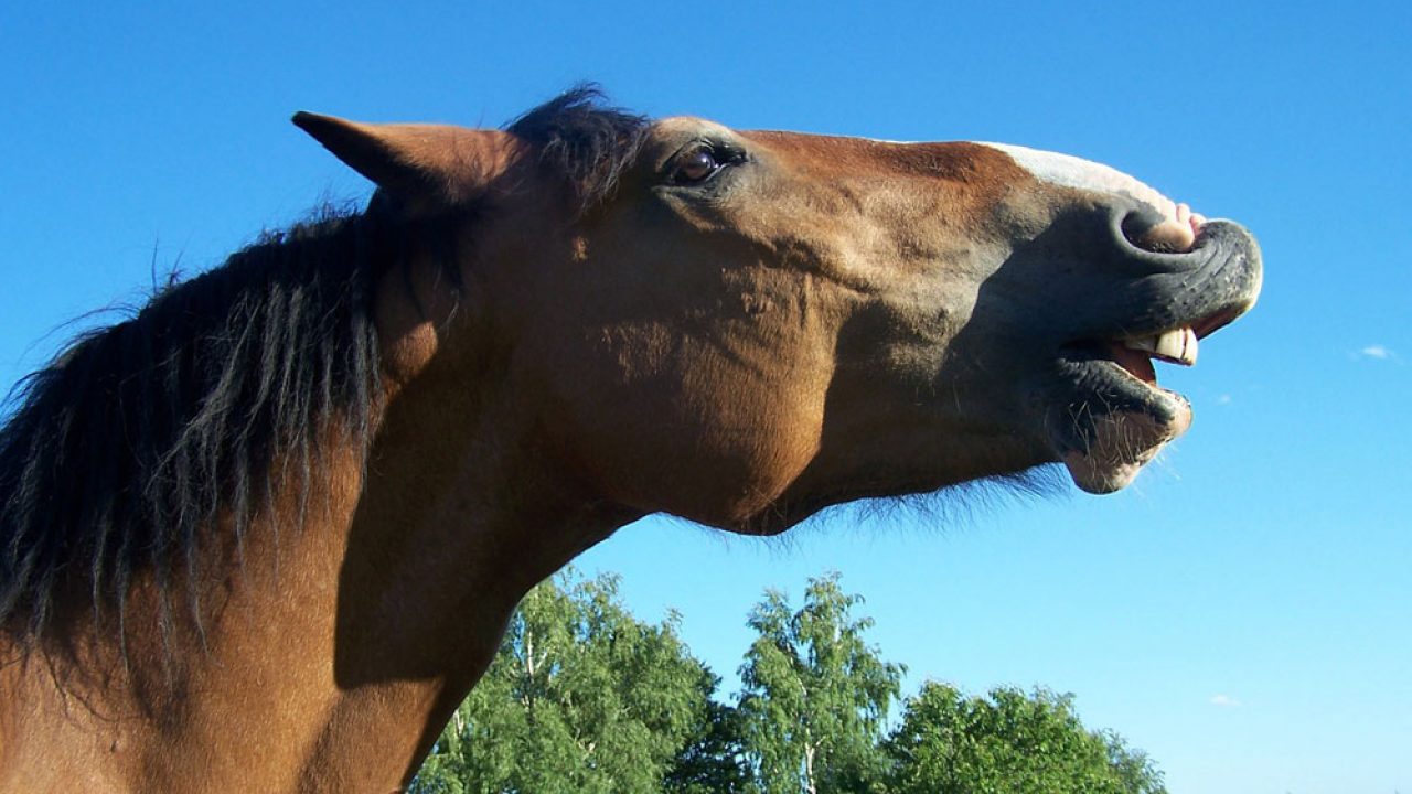 Equine Vocalizations: A Glossary - Horse Illustrated