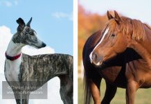 The Thoroughbred and the Whippet whippet and thoroughbred