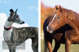 The Thoroughbred and the Whippet