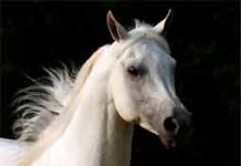 white arabian horse