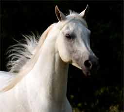 white arabian horse