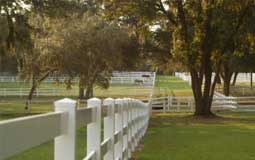 Florida Horse Owners Urged to Vaccinate Against Fatal Disease white fence