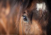 Closeup of a bay horse's face
