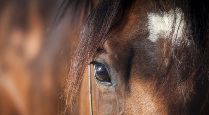 Closeup of a bay horse's face