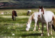 wild horses