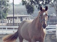 Yes, Your Horse Can Have His Own Model willem and his tail