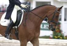 Equine Legend Takes Center Stage During Rolex Competition winsom adante