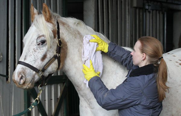 Hot toweling a horse in winter