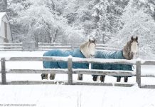 Horses Learn to Communicate Blanket Preferences with Symbols horses wearing winter blankets