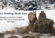 Six Horses Rescued from Abominable Site horse feeding in winter
