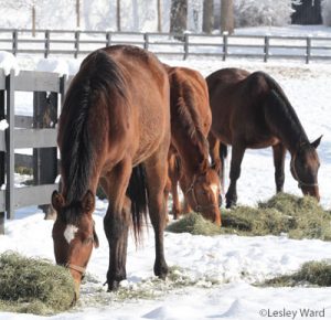 Horse Health in Winter: Winter Weight