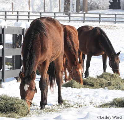 Horse Health in Winter: Winter Weight