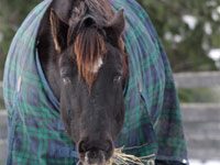 winter horse hay